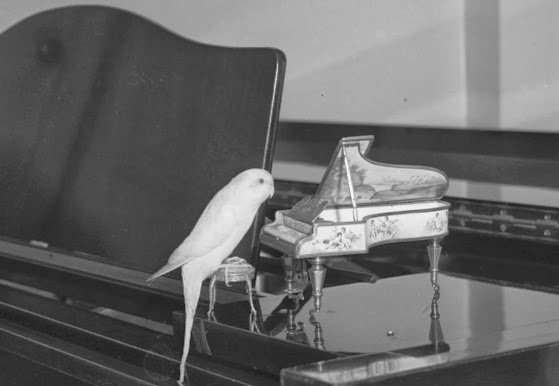 A budgerigar at a piano